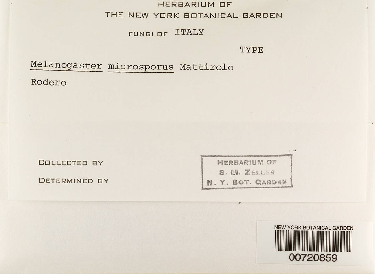 Melanogaster microsporus image