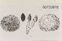 Hymenogaster cerebellum image