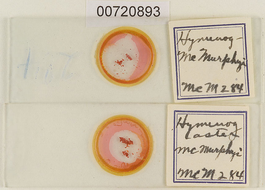 Hymenogaster mcmurphyi image
