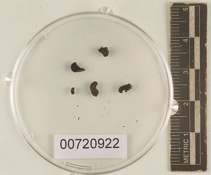 Hymenogaster gardneri image