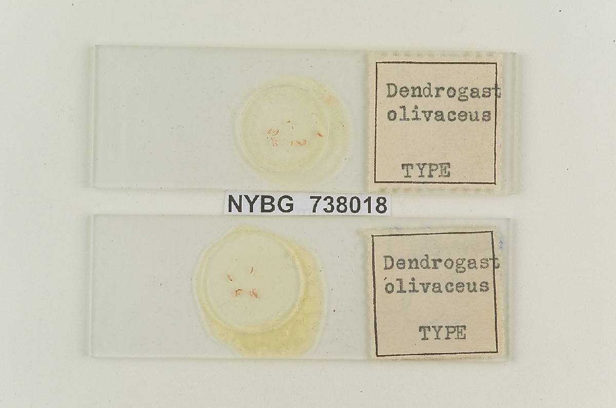 Dendrogaster olivaceus image