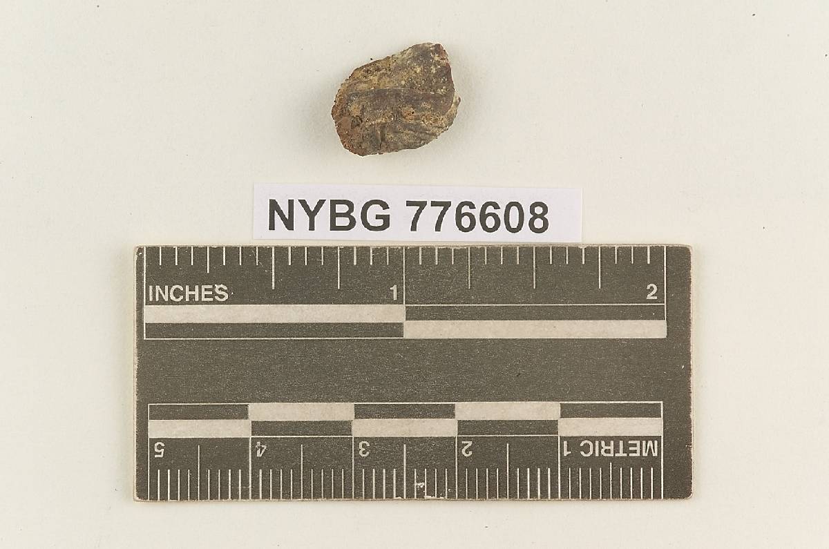 Protoglossum luteum image