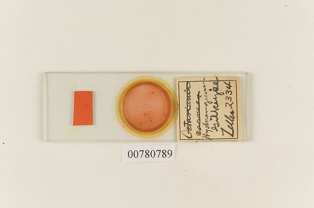 Hydnangium gilkeyae image