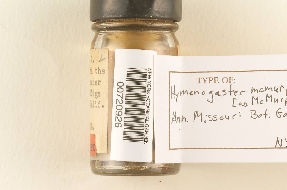 Hymenogaster mcmurphyi image