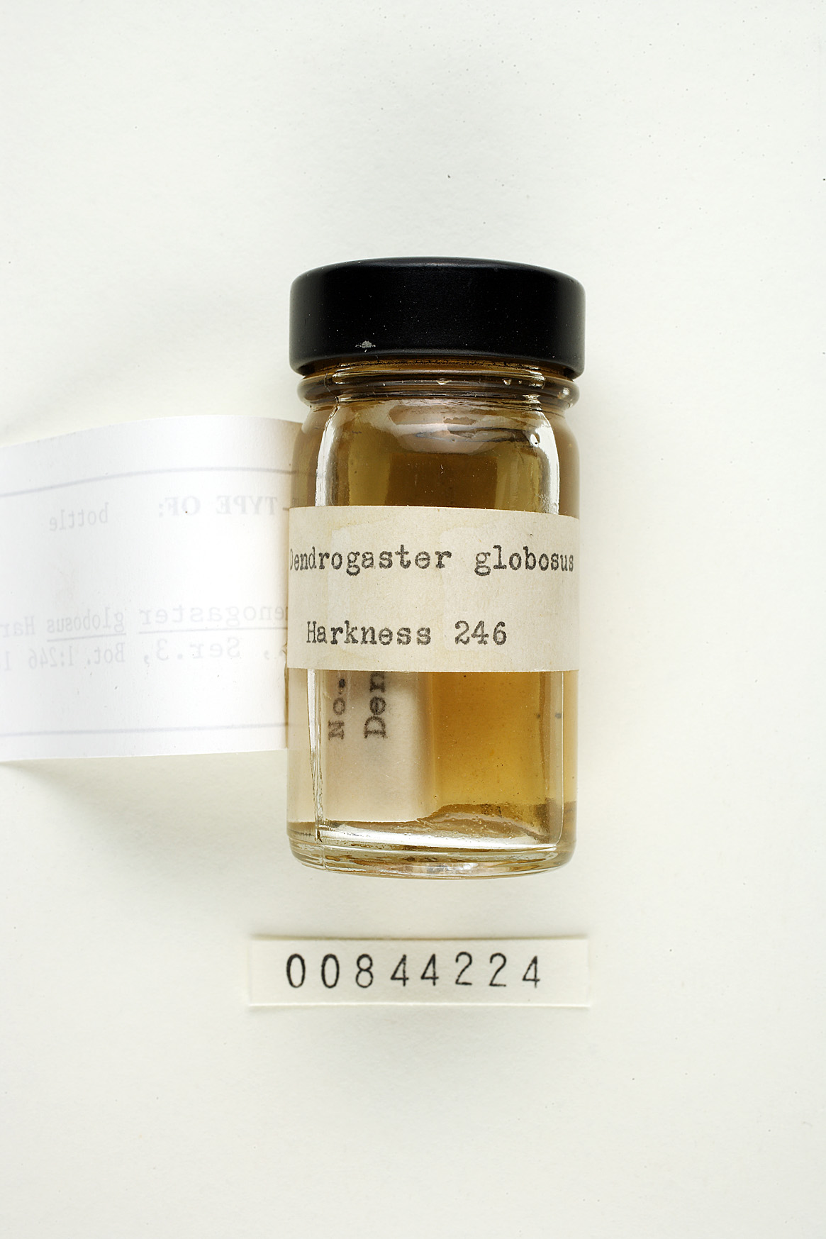 Hymenogaster globosus image