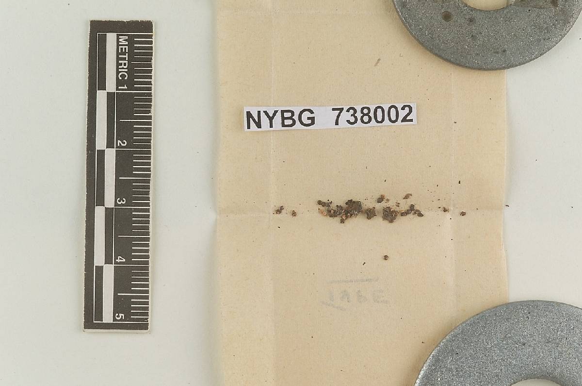 Nidularia alabamensis image