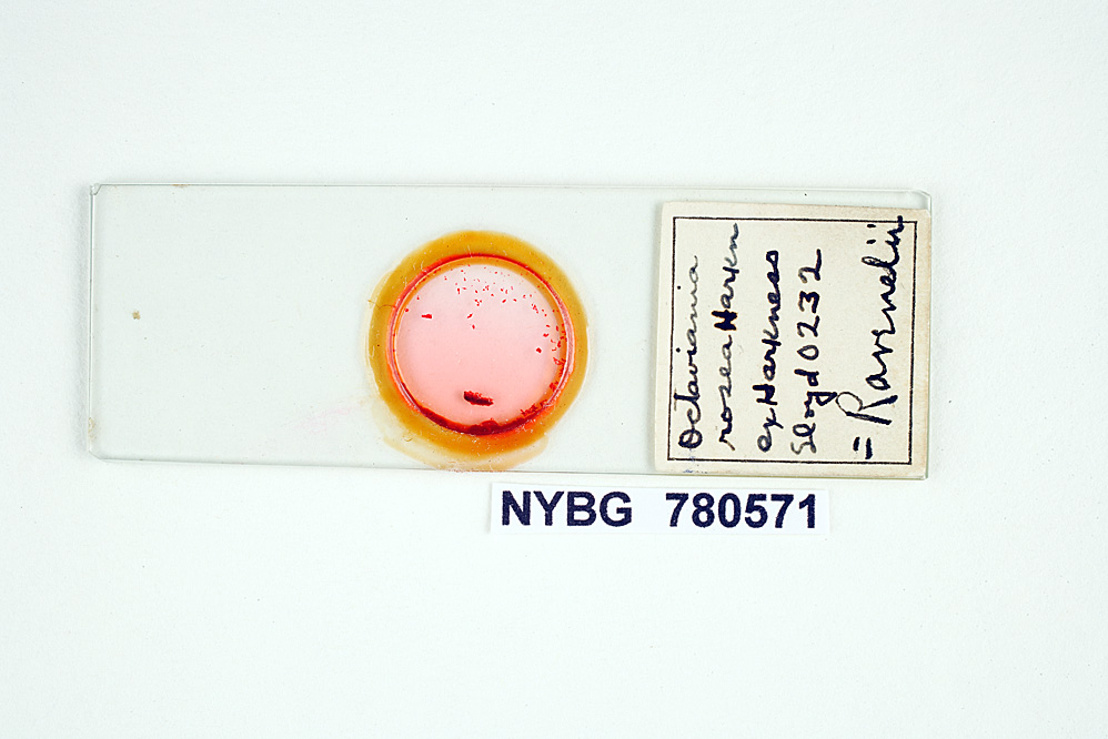 Octaviania rosea image