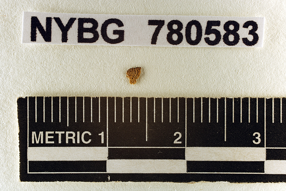 Octaviania mutabilis image