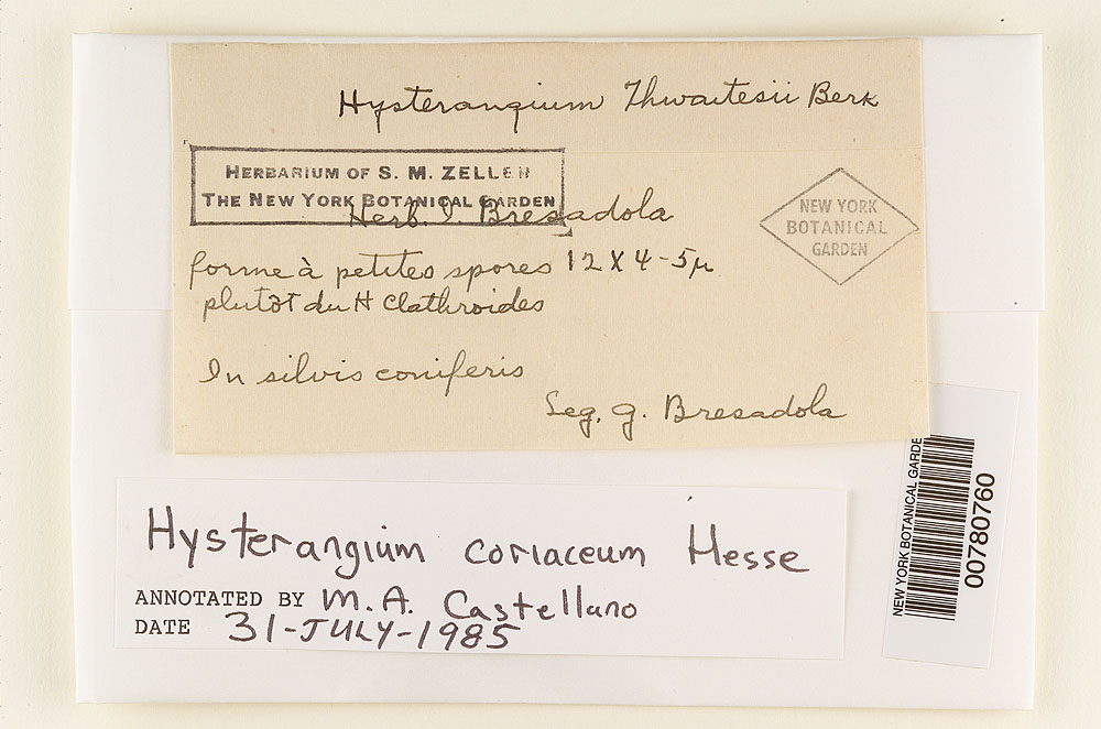 Hysterangium thwaitesii image