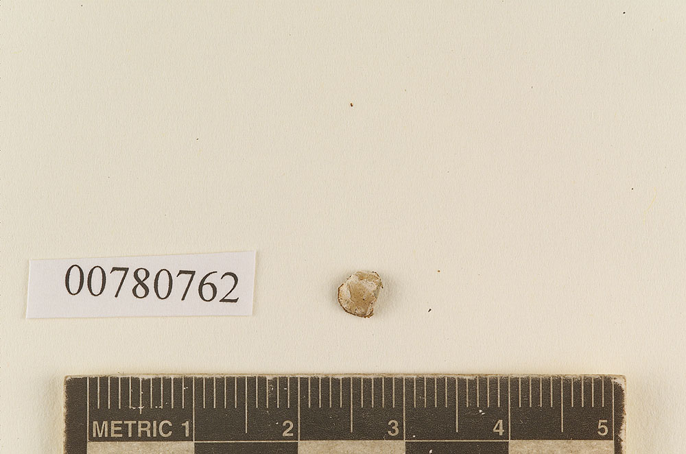 Hysterangium strobilus image