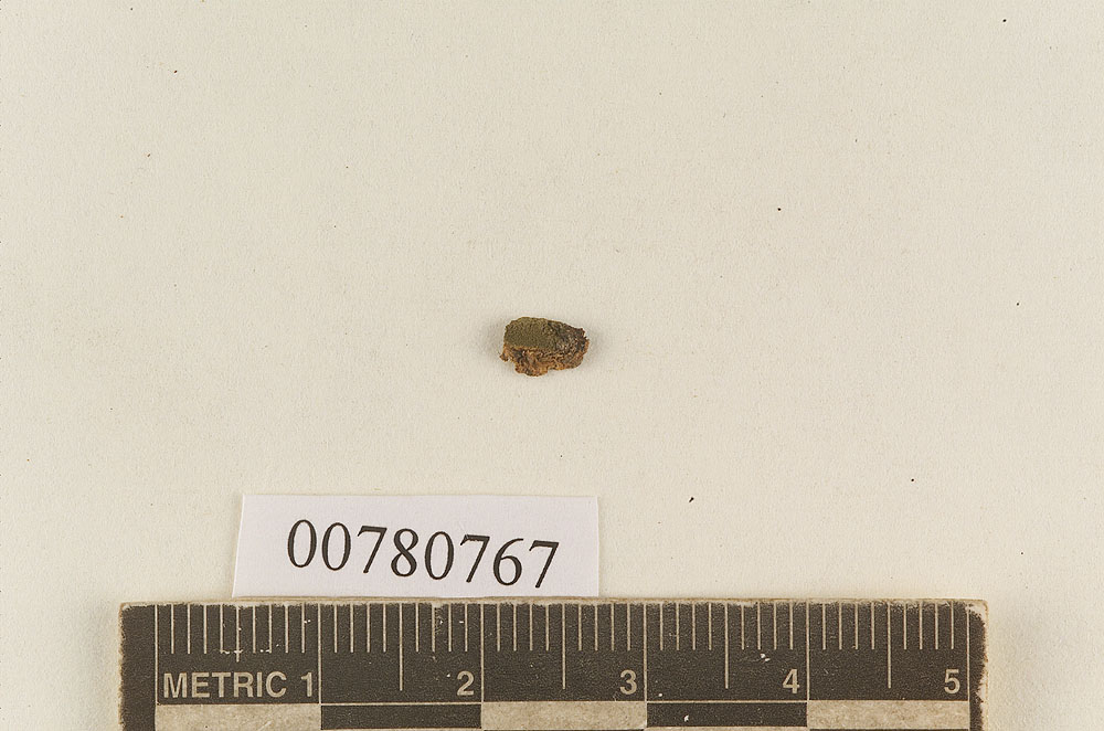 Hysterangium obtusum image