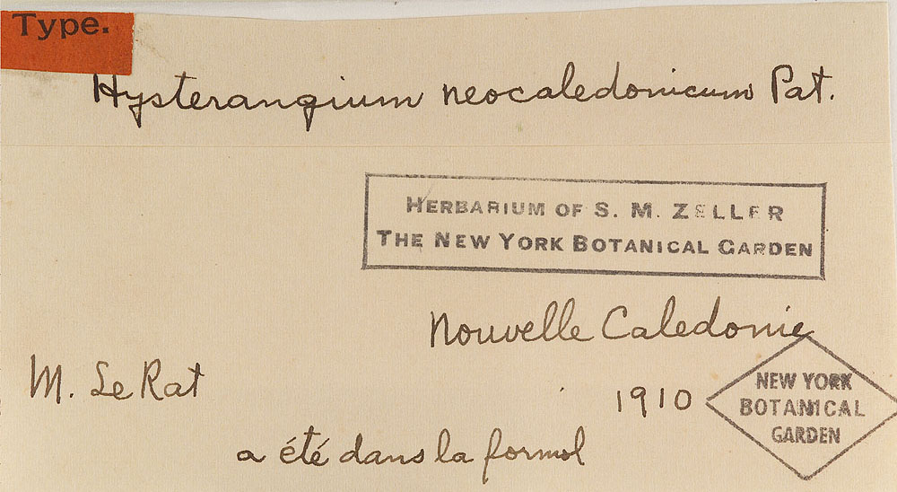 Hysterangium neocaledonicum image