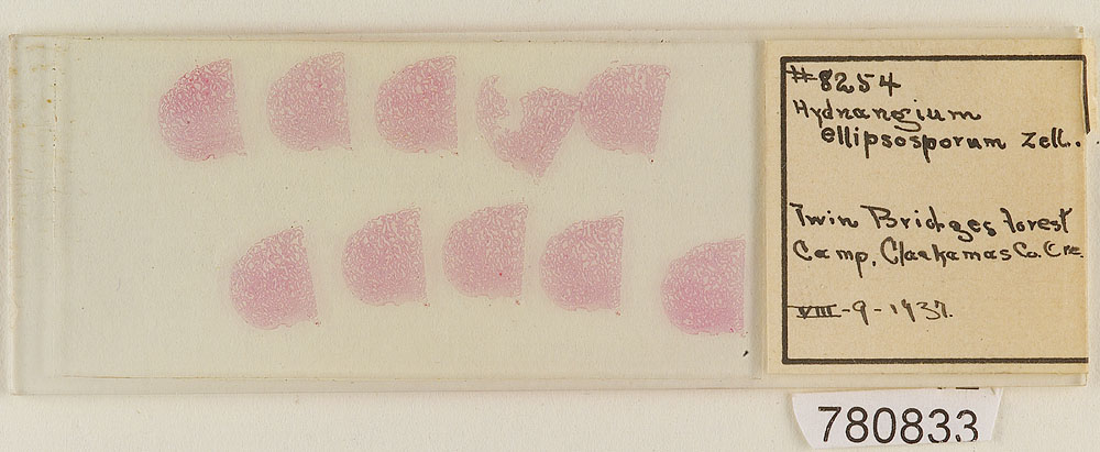 Hydnangium ellipsosporum image