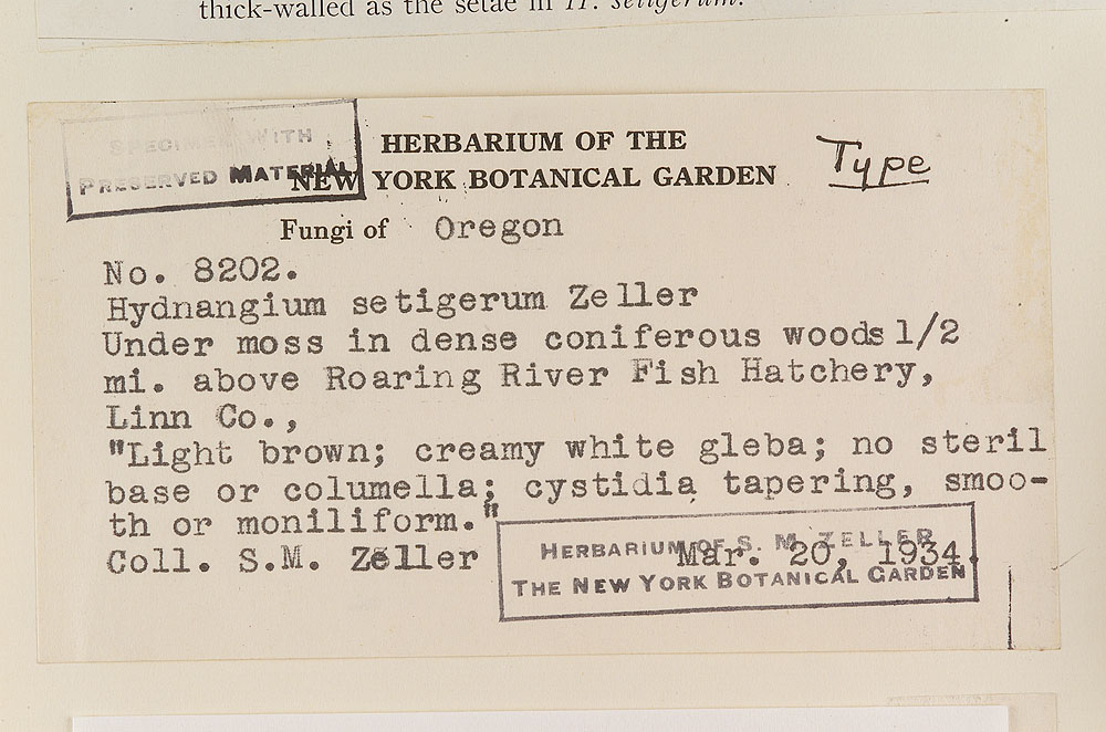 Hydnangium setigerum image
