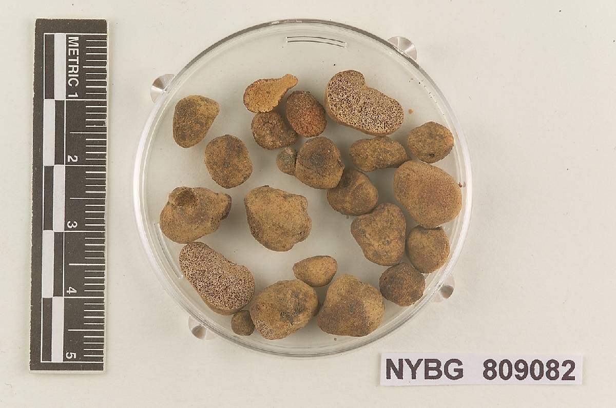 Rhizopogon baxteri image