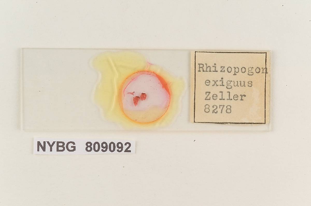 Rhizopogon exiguus image