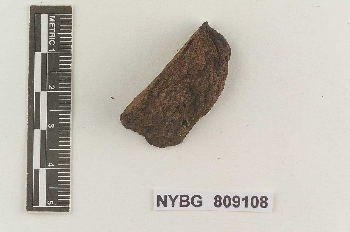 Rhizopogon pinyonensis var. pinyonensis image