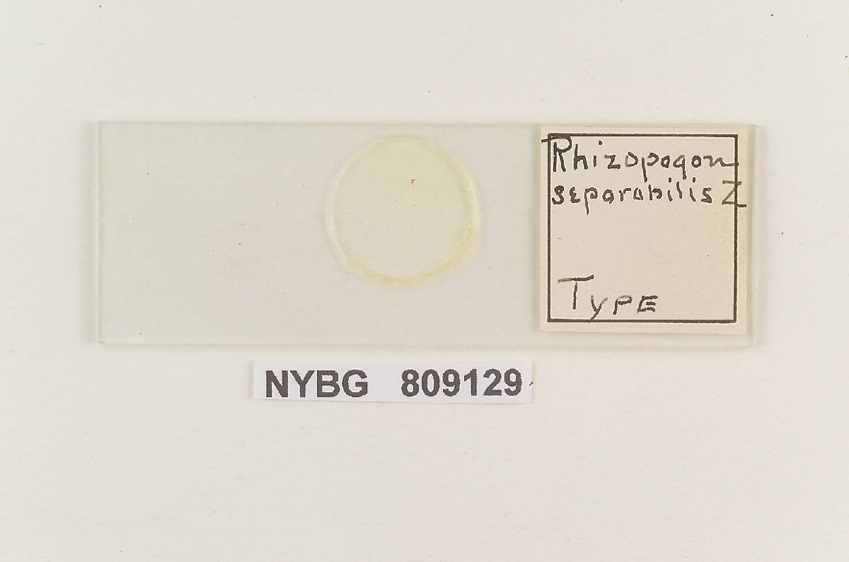 Rhizopogon separabilis image