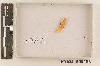 Secotium aurantium image