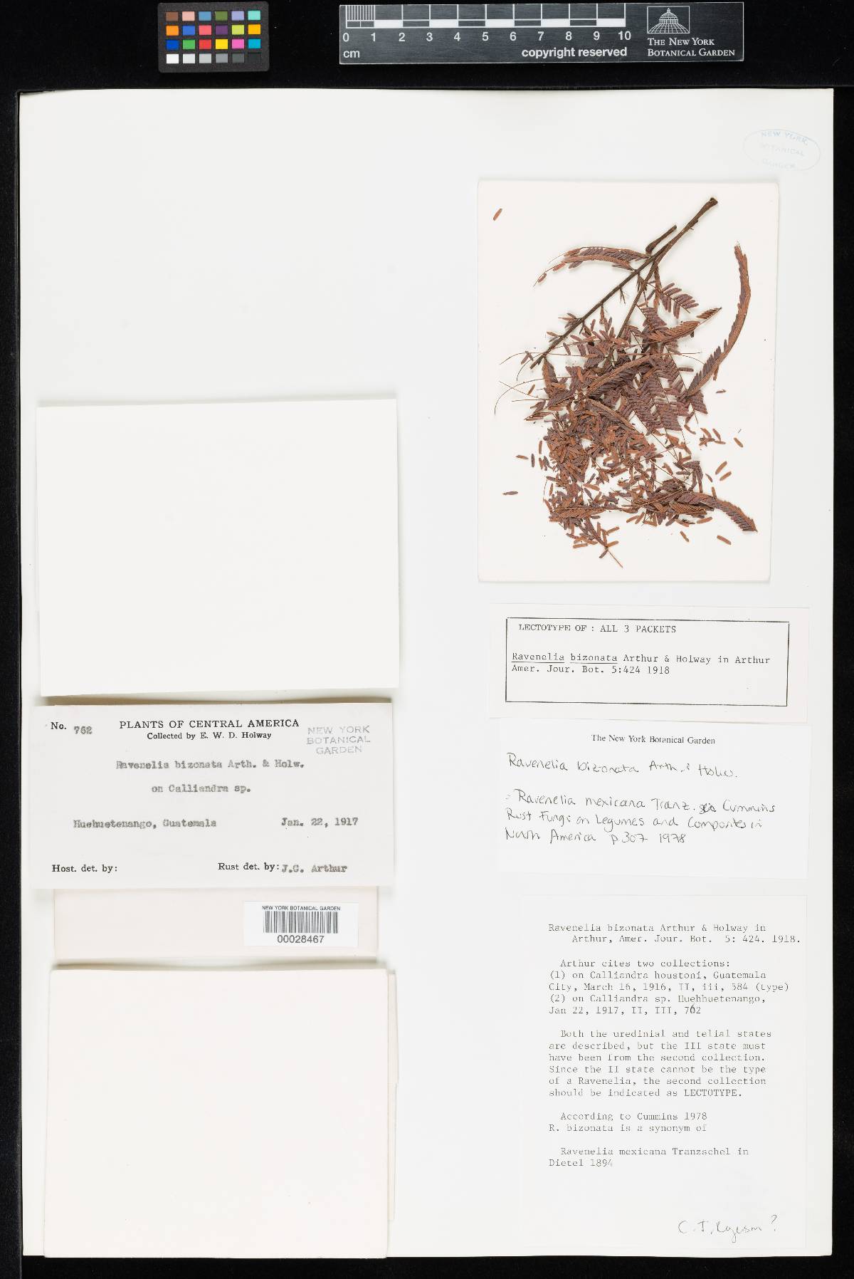 Ravenelia bizonata image