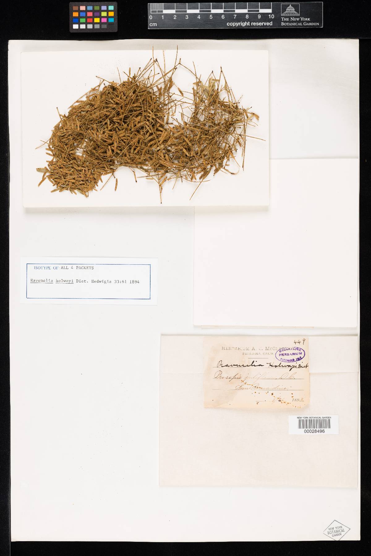 Ravenelia holwayi image