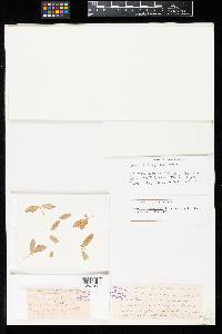 Uromyces argophyllae image