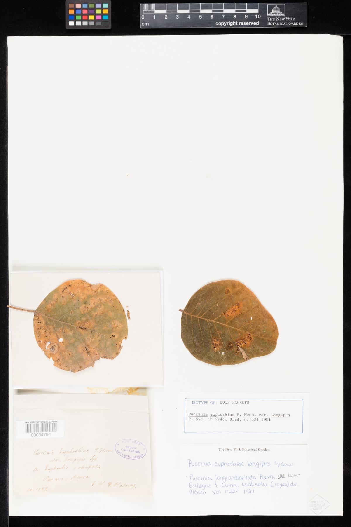 Puccinia euphorbiae var. longipes image