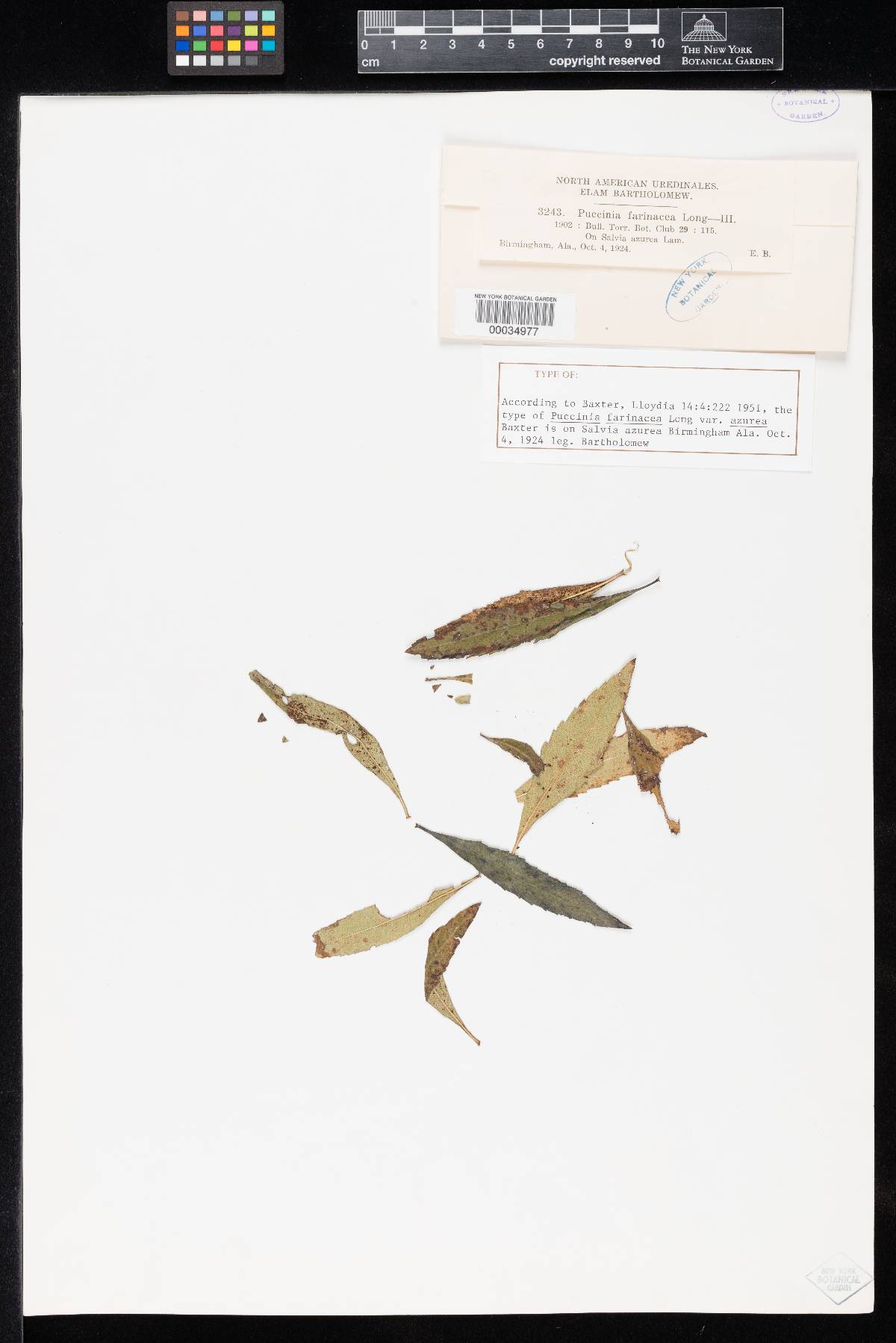 Puccinia farinacea var. azurea image