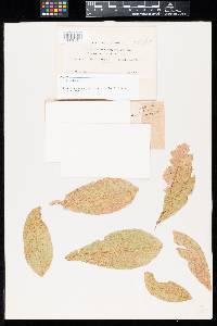 Puccinia nephroidea image