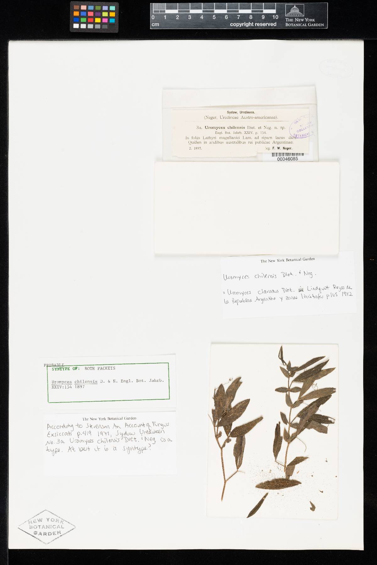 Uromyces chilensis image