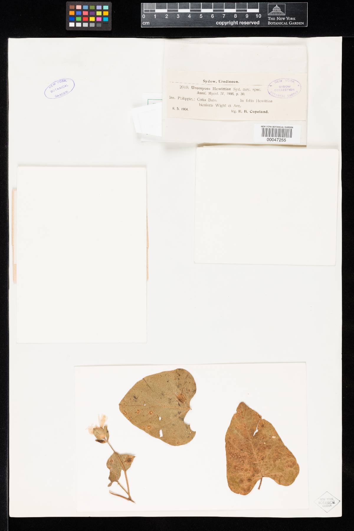 Uromyces hewittiae image