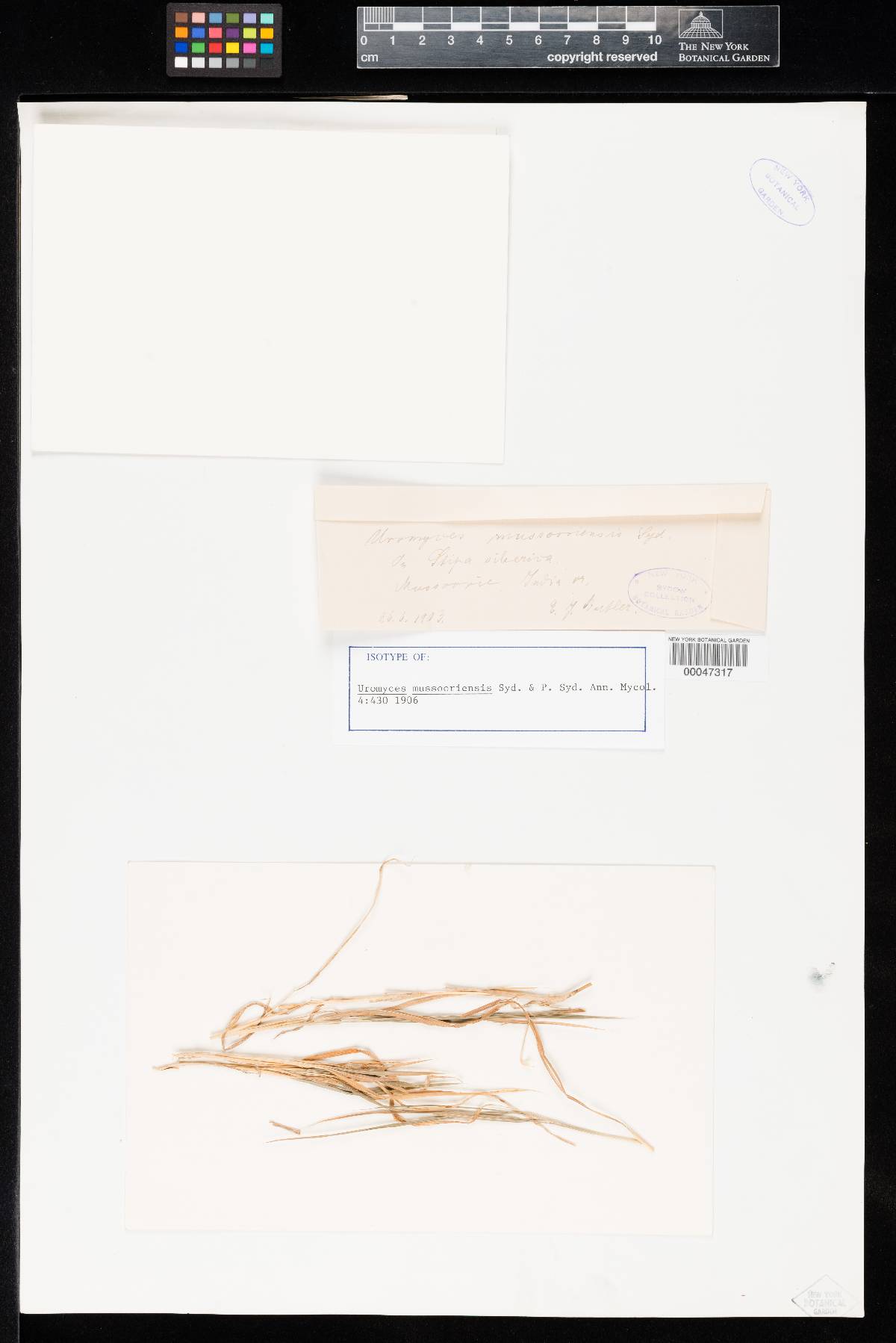 Uromyces mussooriensis image