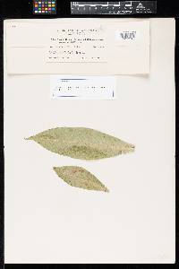Puccinia cleomis image