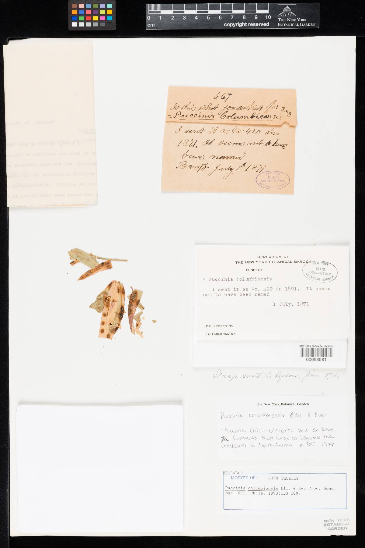 Puccinia columbiensis image
