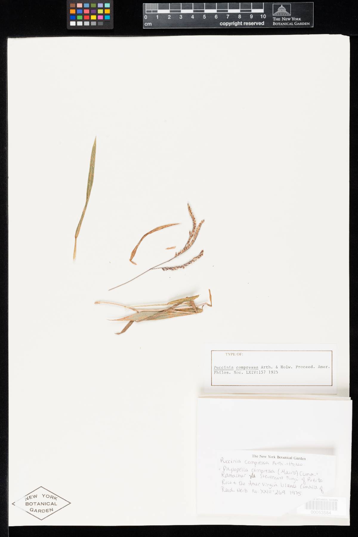 Puccinia compressa image