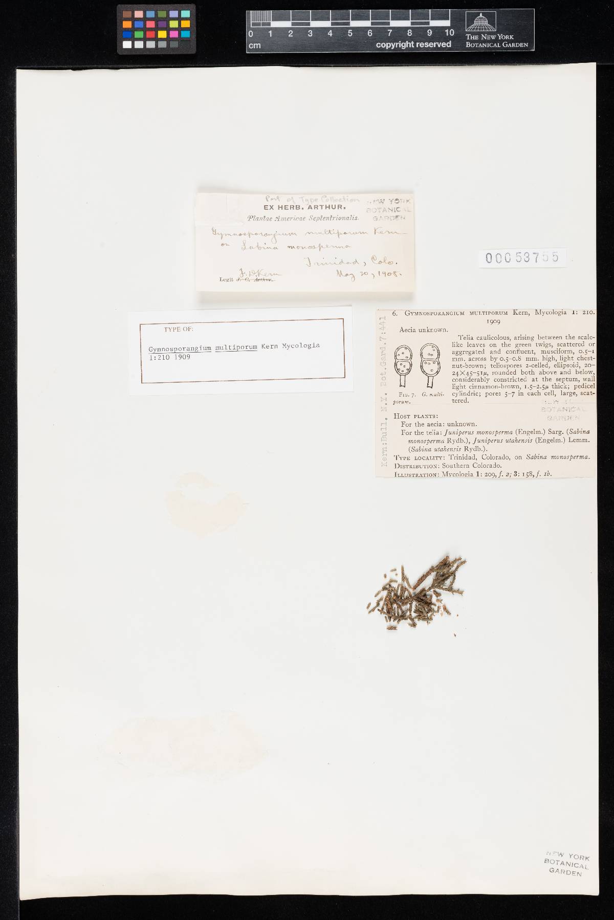 Gymnosporangium multiporum image