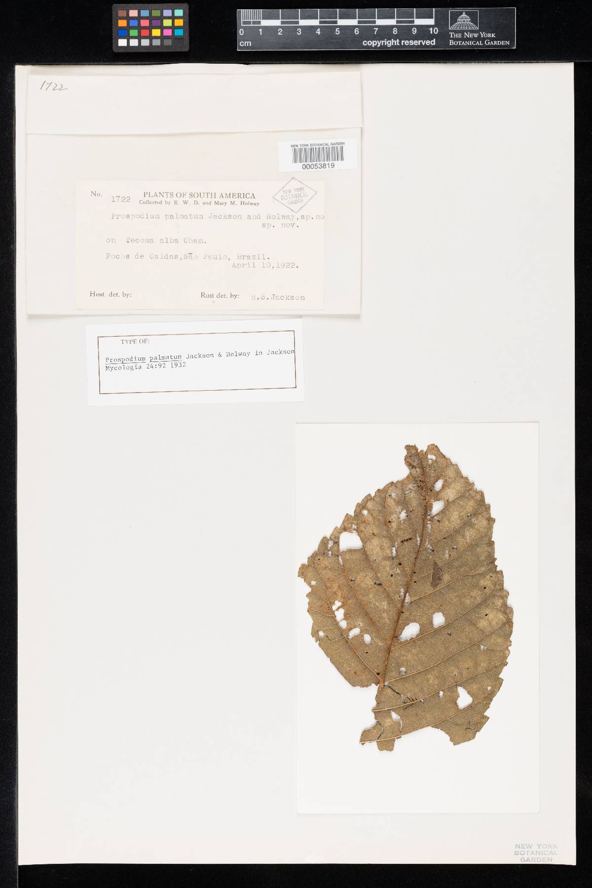 Prospodium palmatum image