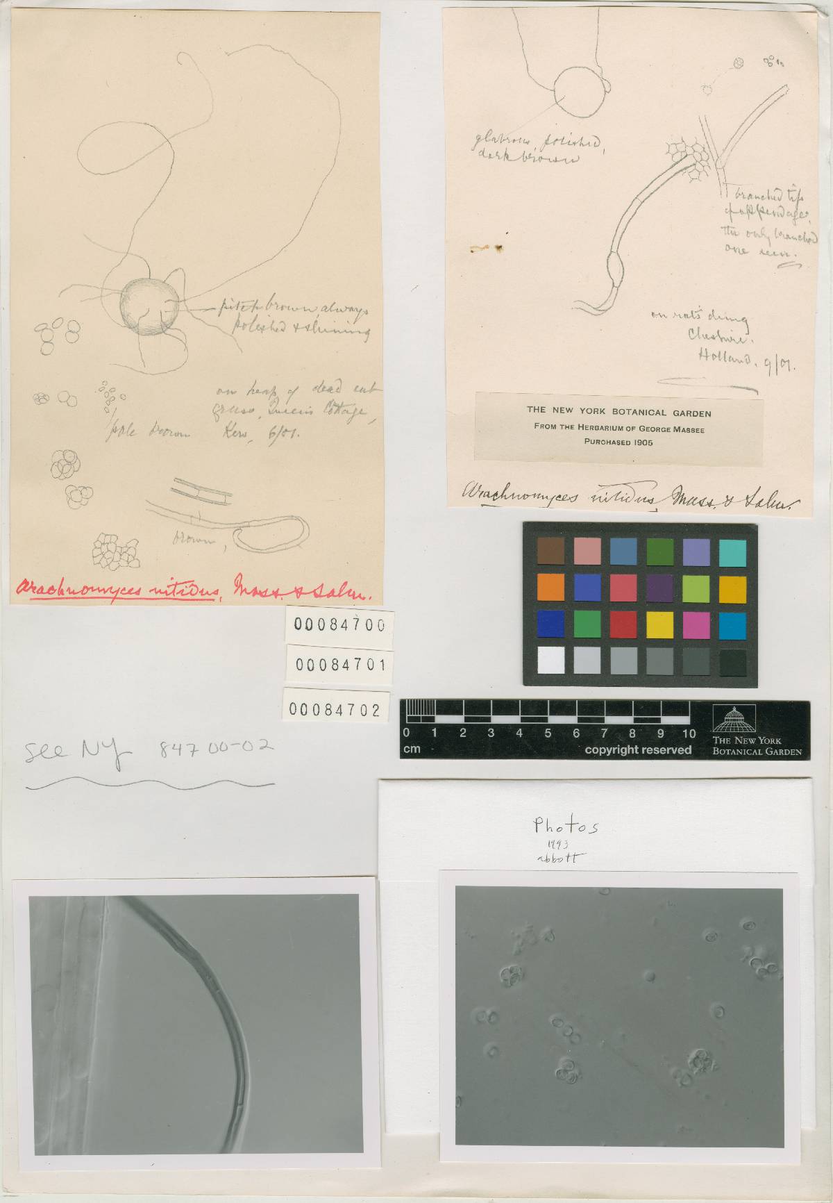 Arachnomyces nitidus image