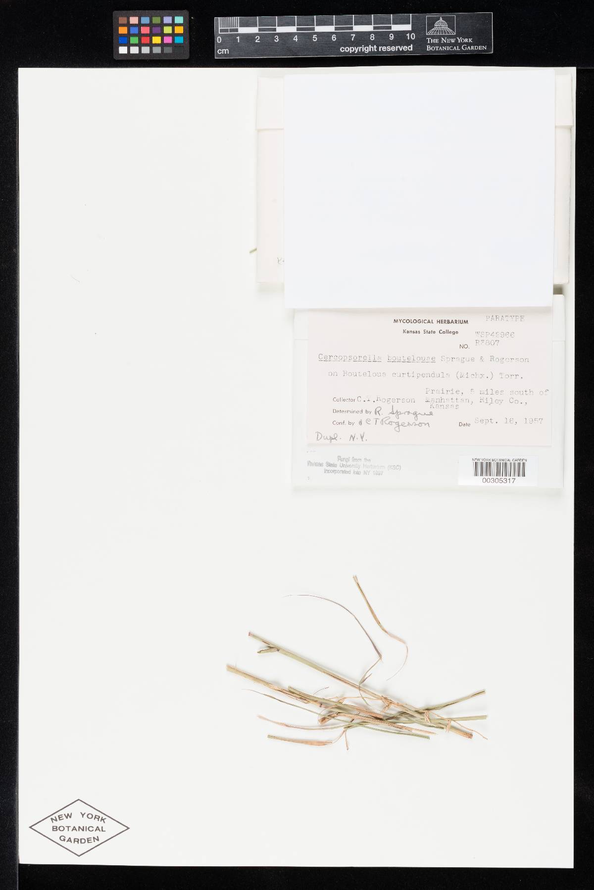 Cercosporella boutelouae image