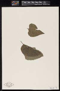 Meliola compositarum image