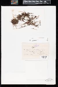 Aecidium cylindricum image