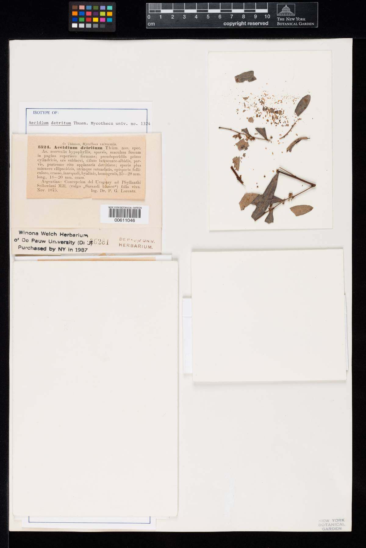 Aecidium detritum image