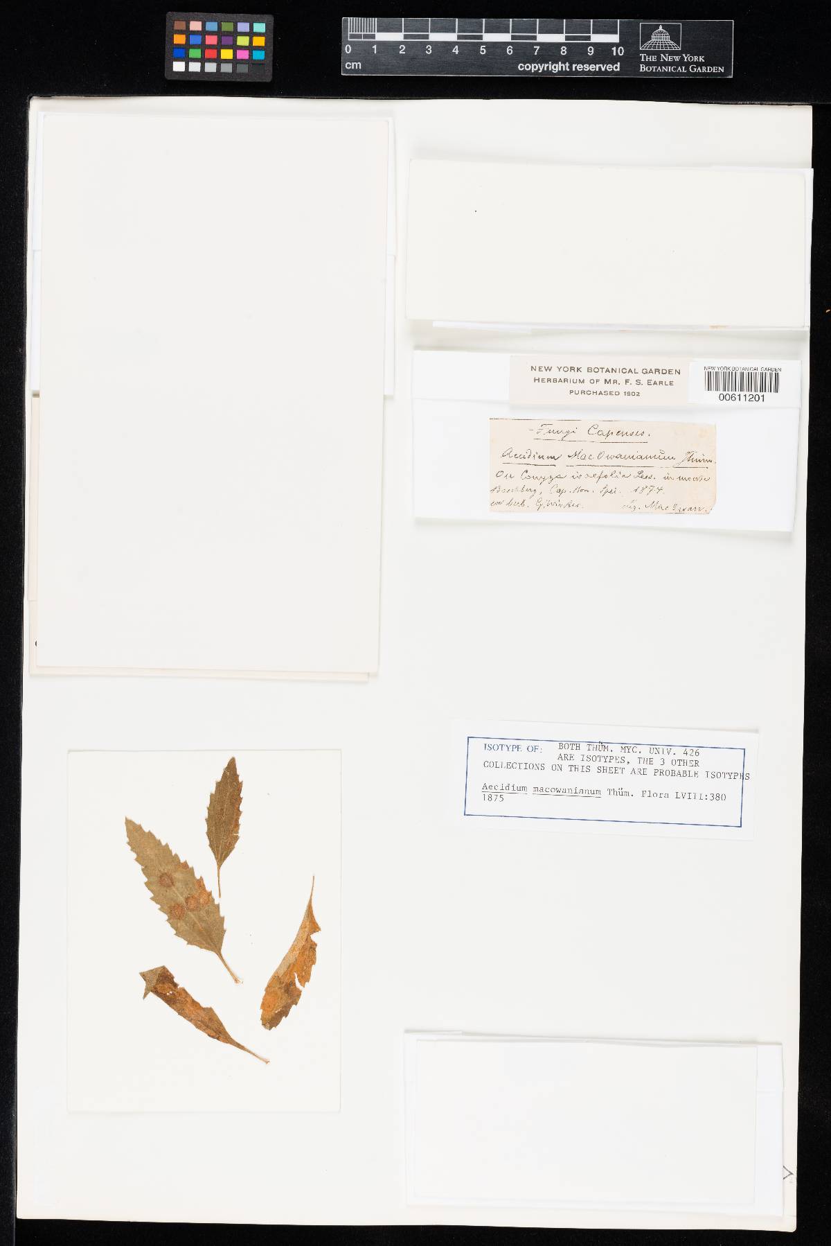 Endophyllum macowanianum image