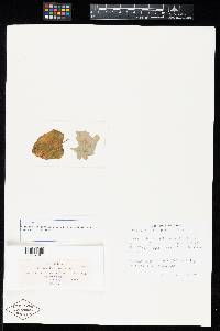 Aecidium petasitis image