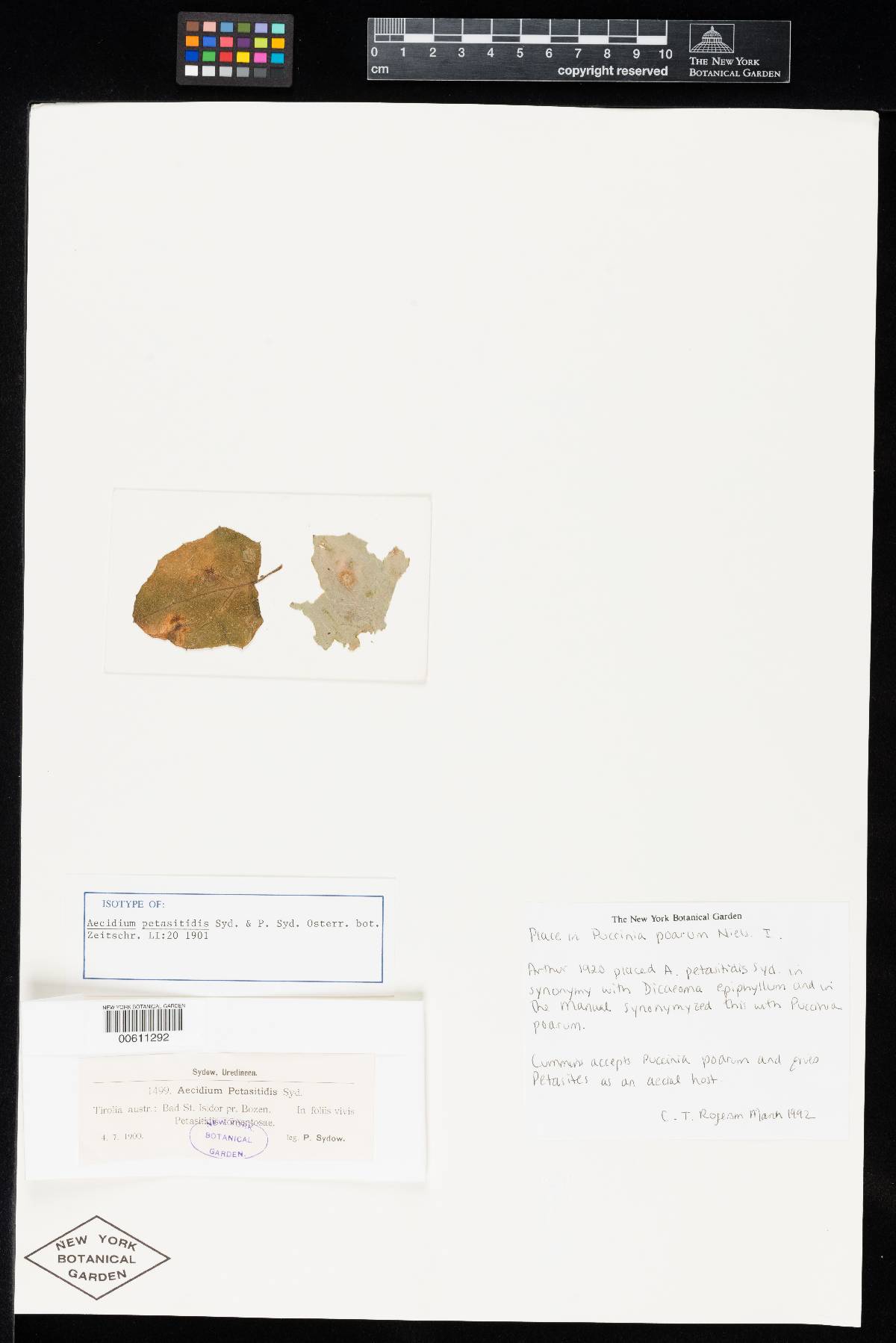 Aecidium petasitis image