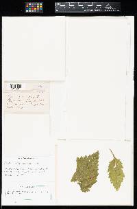 Aecidium verbenicola image