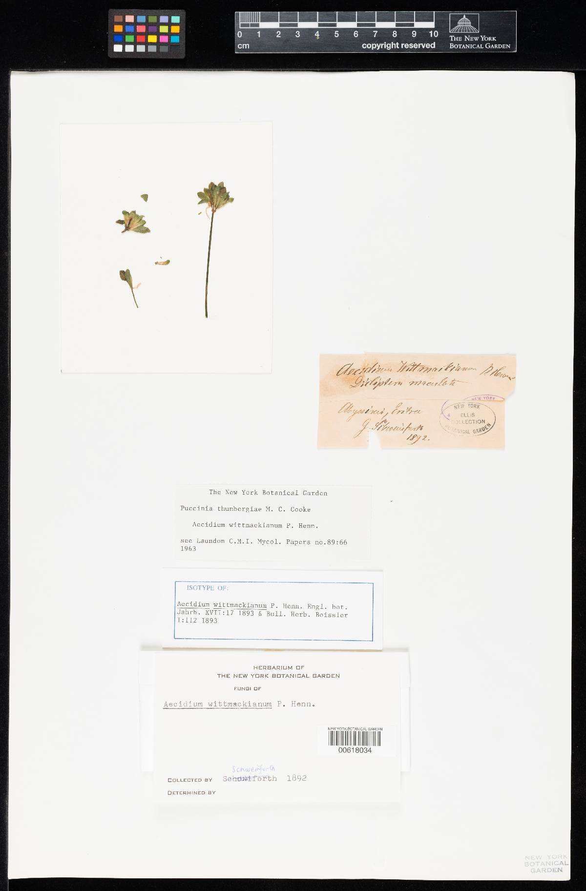 Aecidium wittmackianum image