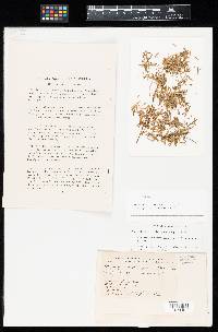 Peridermium hydrangeae image