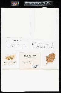 Roestelia hyalina image