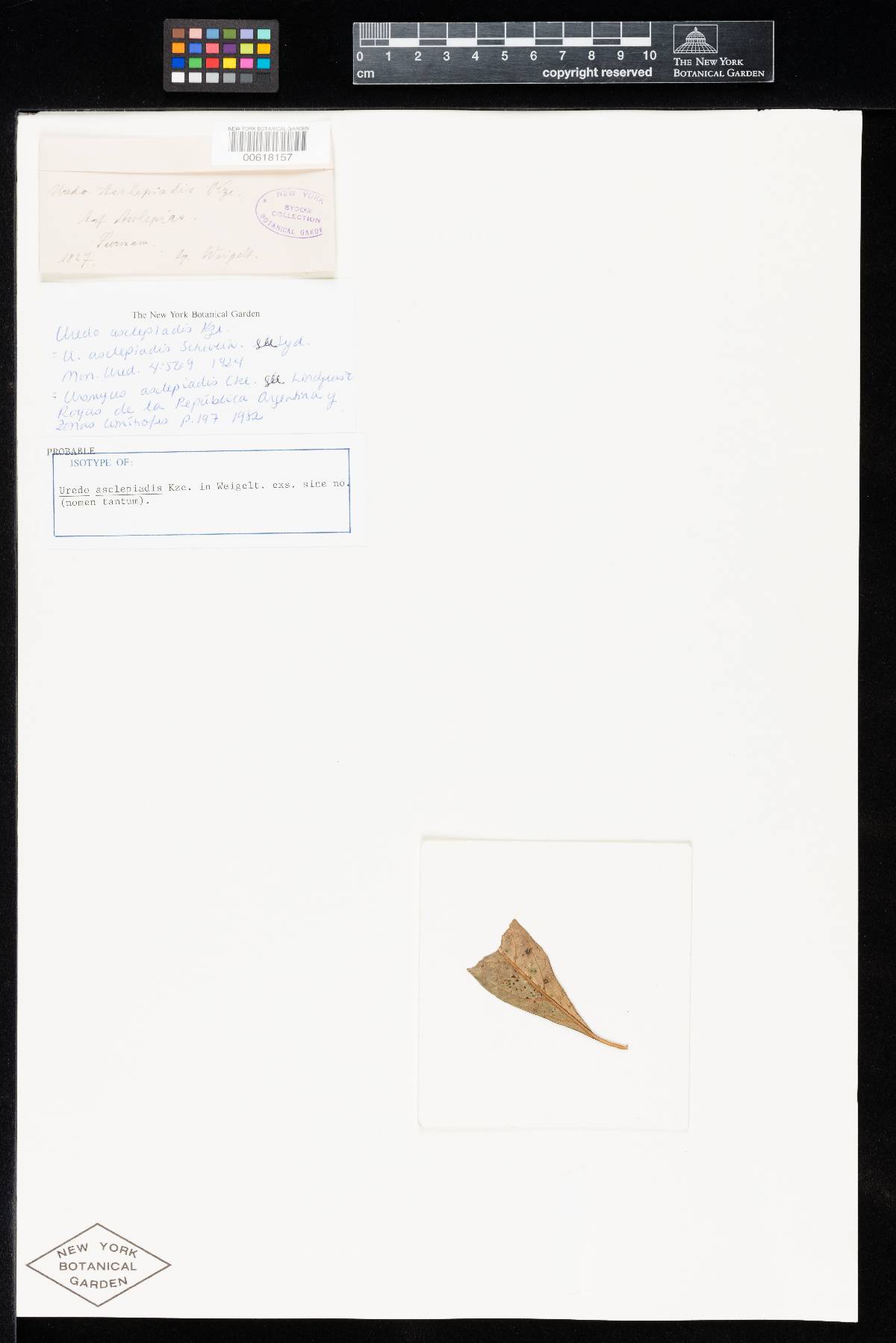 Uredo asclepiadis image